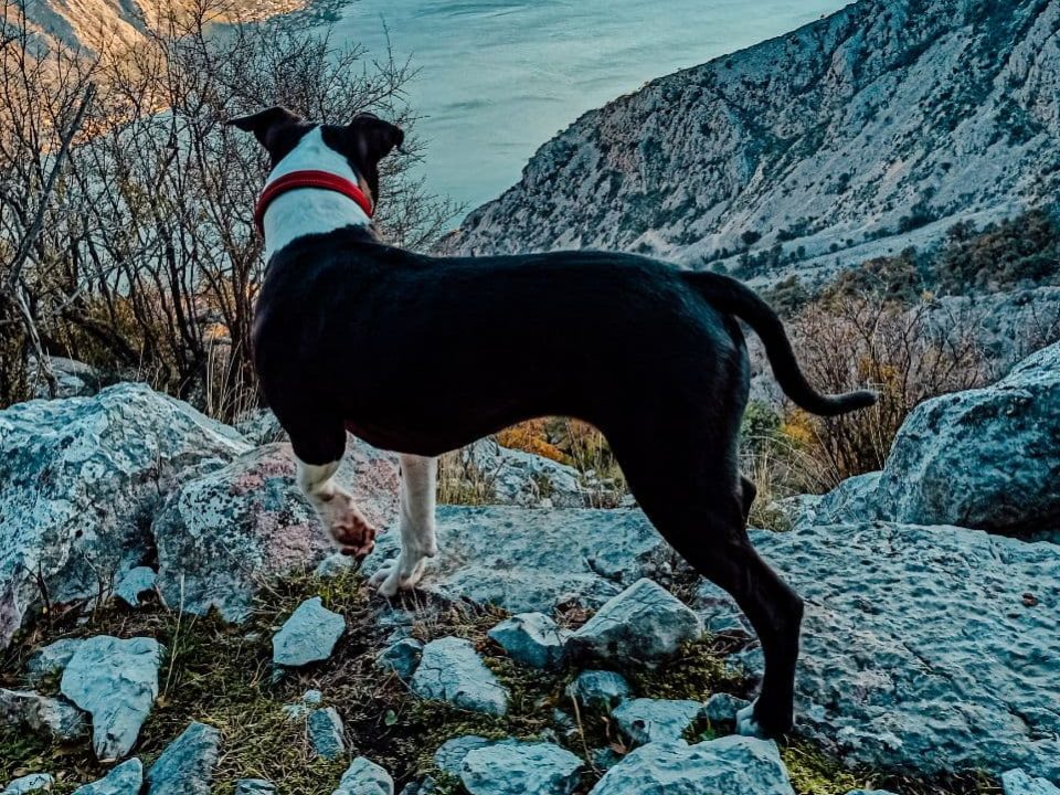 Gucci Dog Hiking